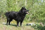 SCHIPPERKE 274